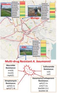 Top: Antibiotic resistant bacteria found across three locations in wastewater in Uganda. Bottom: Antibiotic resistance genes detected in multi-drug resistant Acinetobacter baumannii bacteria found in Ugandan wastewater.