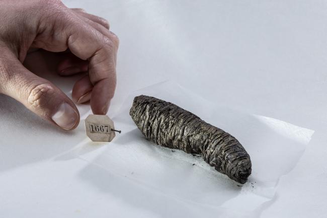 Among the most significant breakthroughs announced is the recovery of substantial new text from PHerc. 1667 — a scroll housed in Naples, Italy.