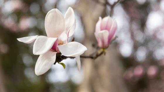 Magnolia bloom on campus in spring